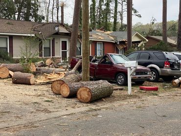 Cut Trees after storm