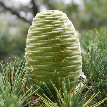 Himalayan Cedar Healthy and Natural Medicinal Plant