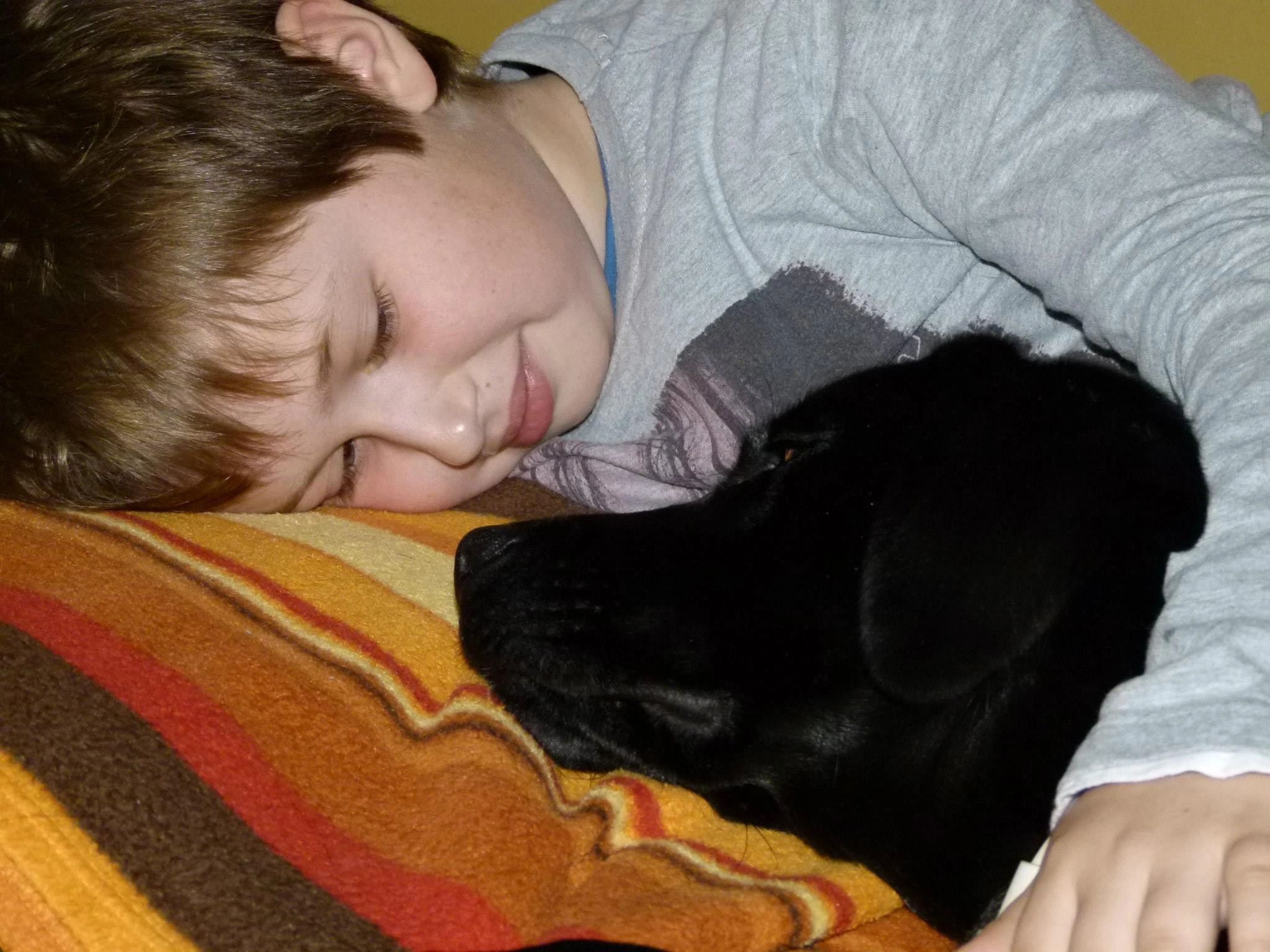 Predavanje Otrok in pes
Vzgoja psa
Labradorec
Otrok in pes