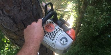 chain saw in tree trimming pine tree
