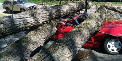 tree that fell on car in Richmond Va