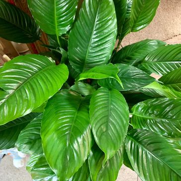 Peace Lily