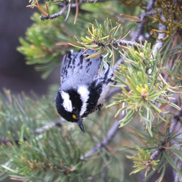 Black-throated Gray Warbler, Utah Birds, Utah Birding, Utah specialty birds, Target Birding Utah