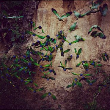 Colpa de loros de cabeza azul. Nuestros guías expertos conocen los mejores lugares donde verlas