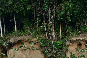 Colpa de loros verdes, vienes a consumir arcilla porque es rica en minerales