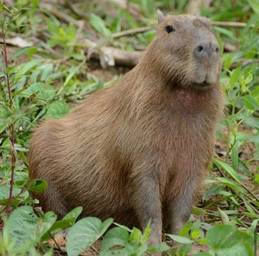 Ronsoco, el roedor más grande. Viven en la Amazonía y se alimentan de la vegetación local