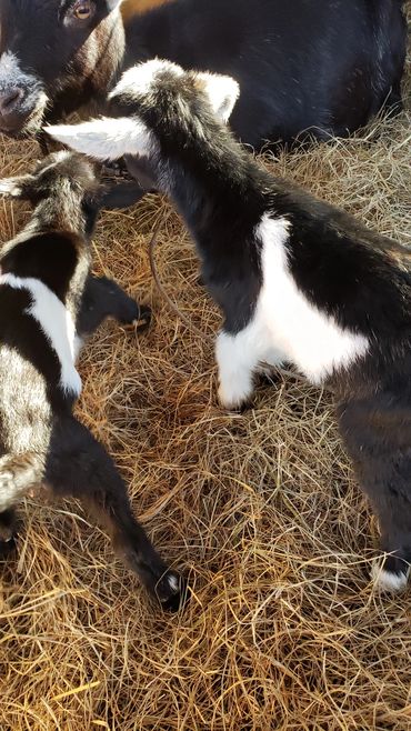 First set of twin goats born on our farm