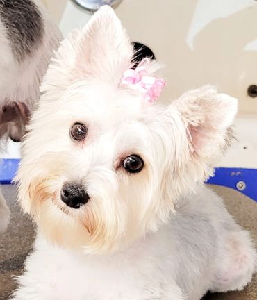 full groom dog grooming