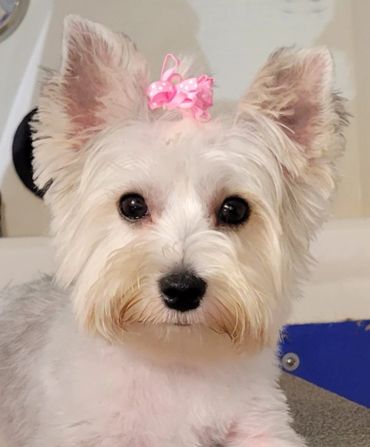 Small dog full groom haircut dog grooming