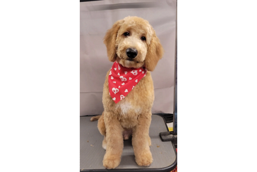 Mini goldendoodle Dog grooming