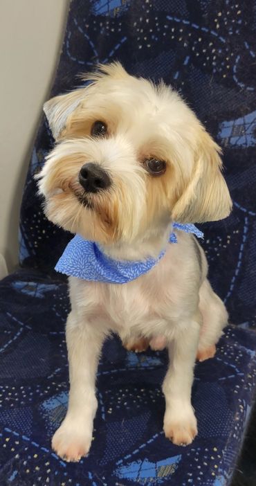 Puppy cut dog grooming