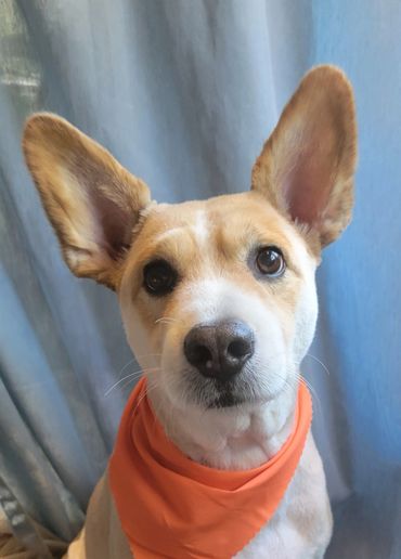 Full groom shave down dog grooming