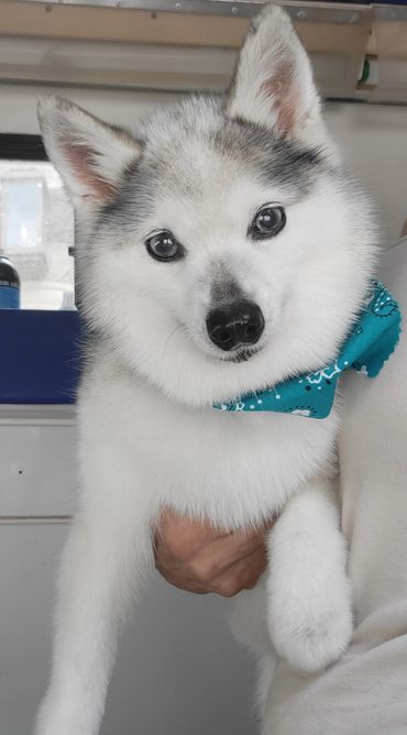 Deshedding Furminator dog grooming