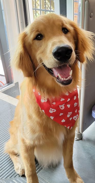 Golden retriever dog grooming