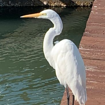 An egret rests on a dock in Ponce Inlet, Florida.