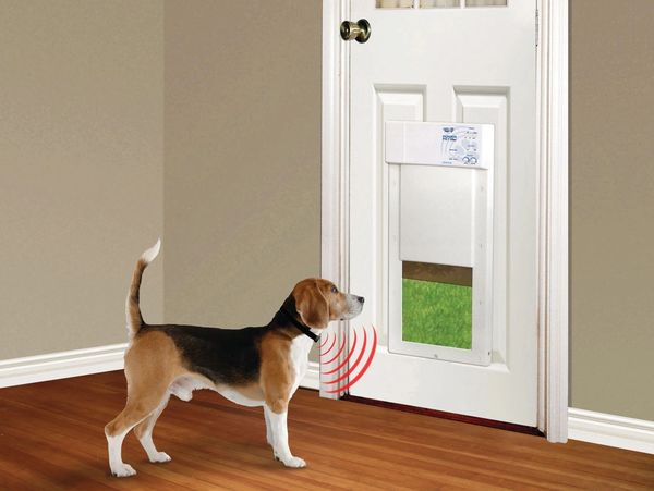 Dog using a Electronic Dog Door In Denver