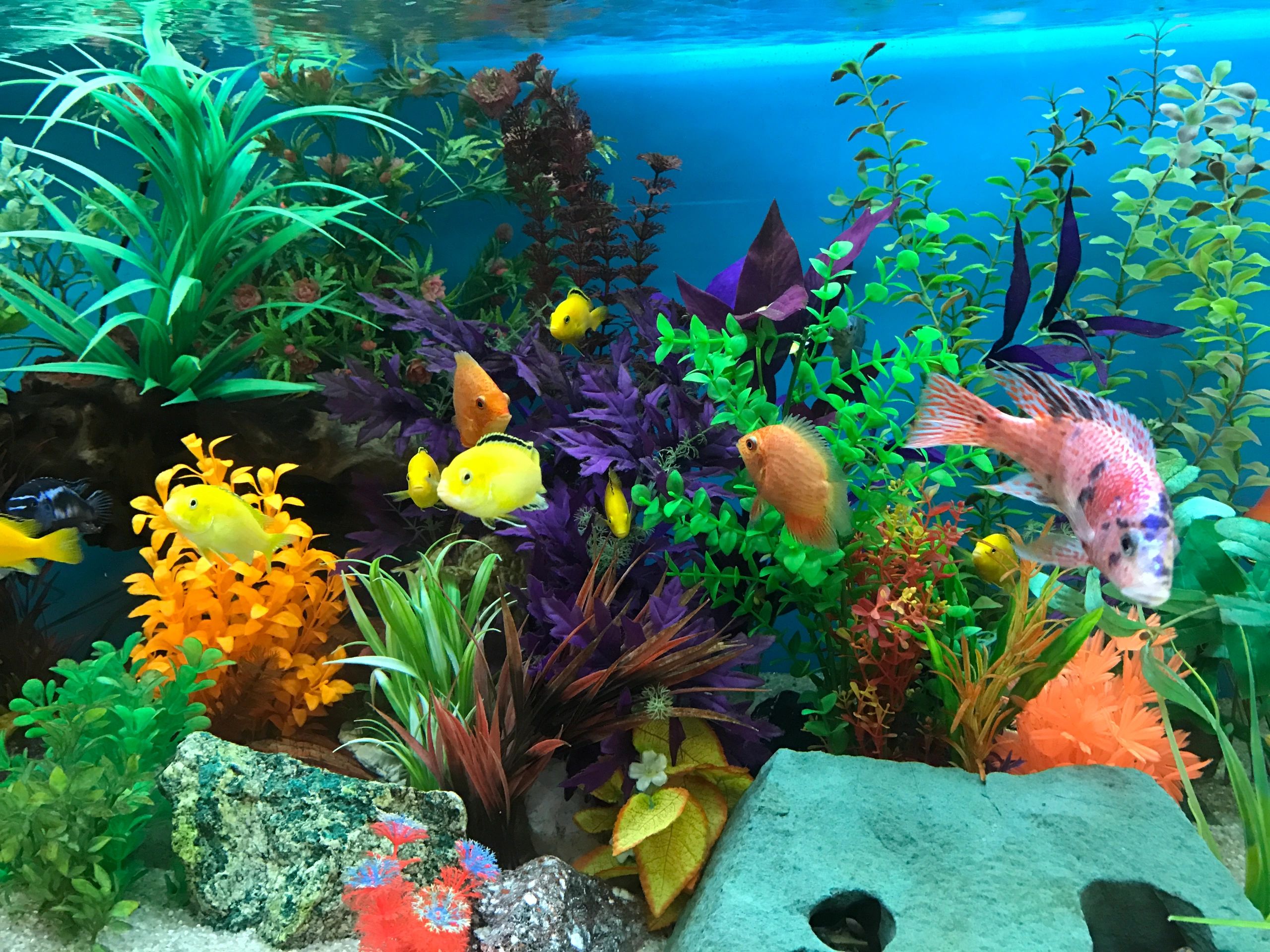 Office Aquariums Inc