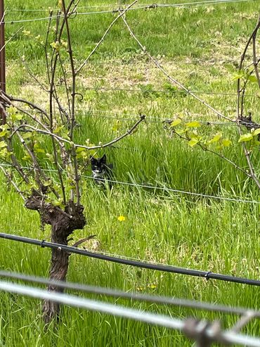 Friendly faces at Les Matinales vineyard (Eola-Amity)