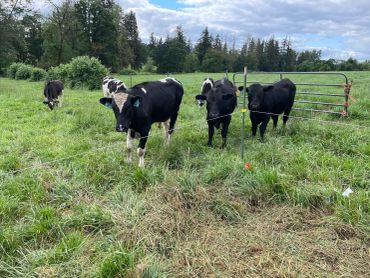 Evicted former residents of La Santa Maria vineyard (Scio, Willamette Valley)