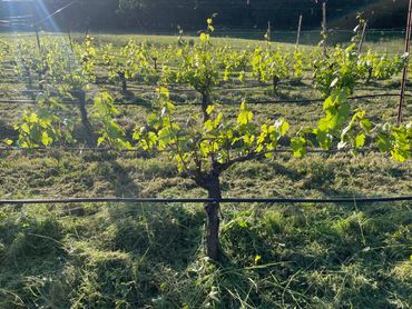 Les Matinales vineyard (Eola-Amity)