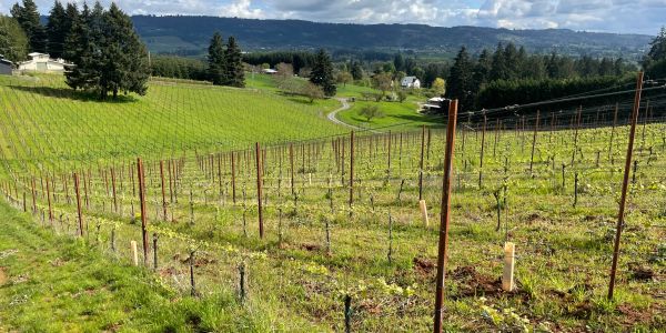 A vineyard with young vines and rolling hills.