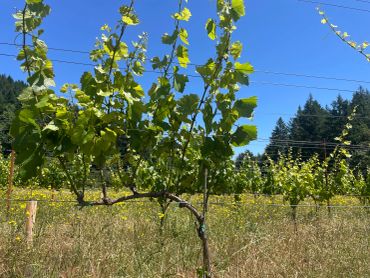 Gridiron vineyard (Chehalem Mtns)