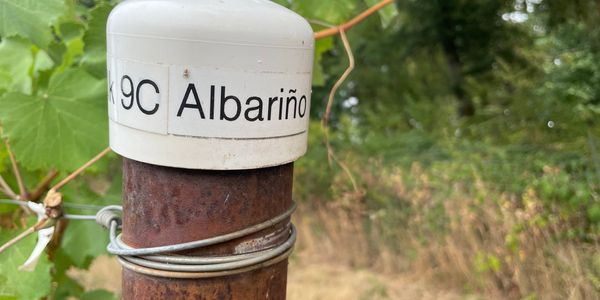 A rusted post with a label saying '9C Albariño'.
