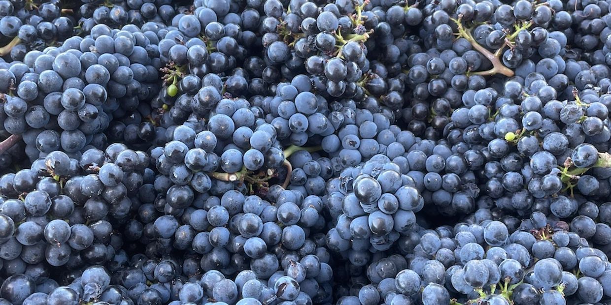 Close-up of fresh black grapes in bunches.