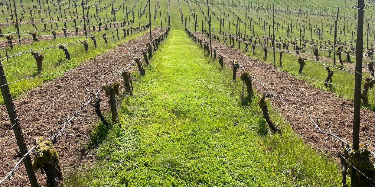 Rows of grapevines in a vineyard with green grass pathways.