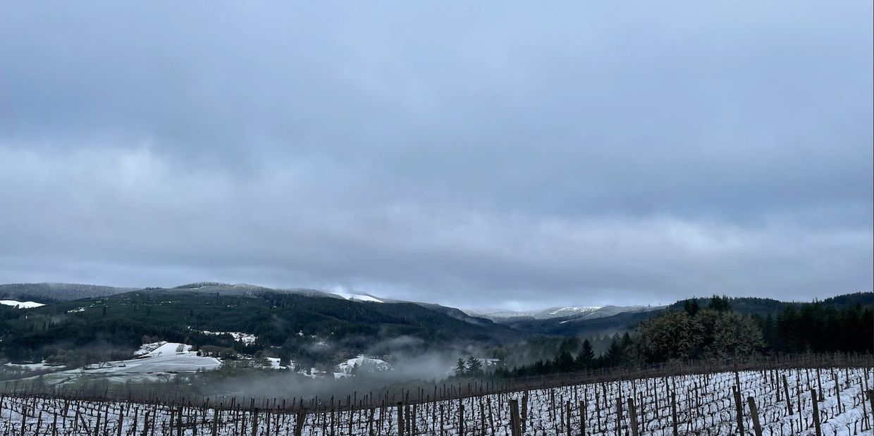 Snow-covered vineyard with fog and mountains under a cloudy sky.