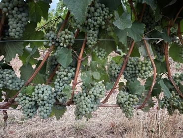 Beautiful Alvarinho grapes at Dion vineyard (Laurelwood District)