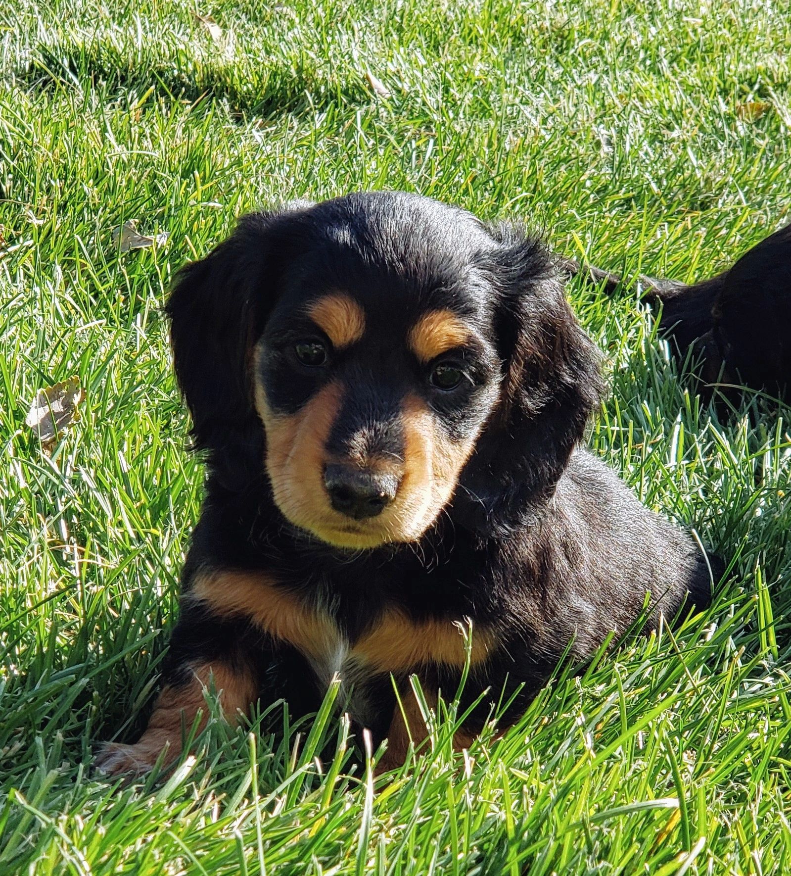 Champion Bloodline Miniature Dachshunds Coloradodachschunds