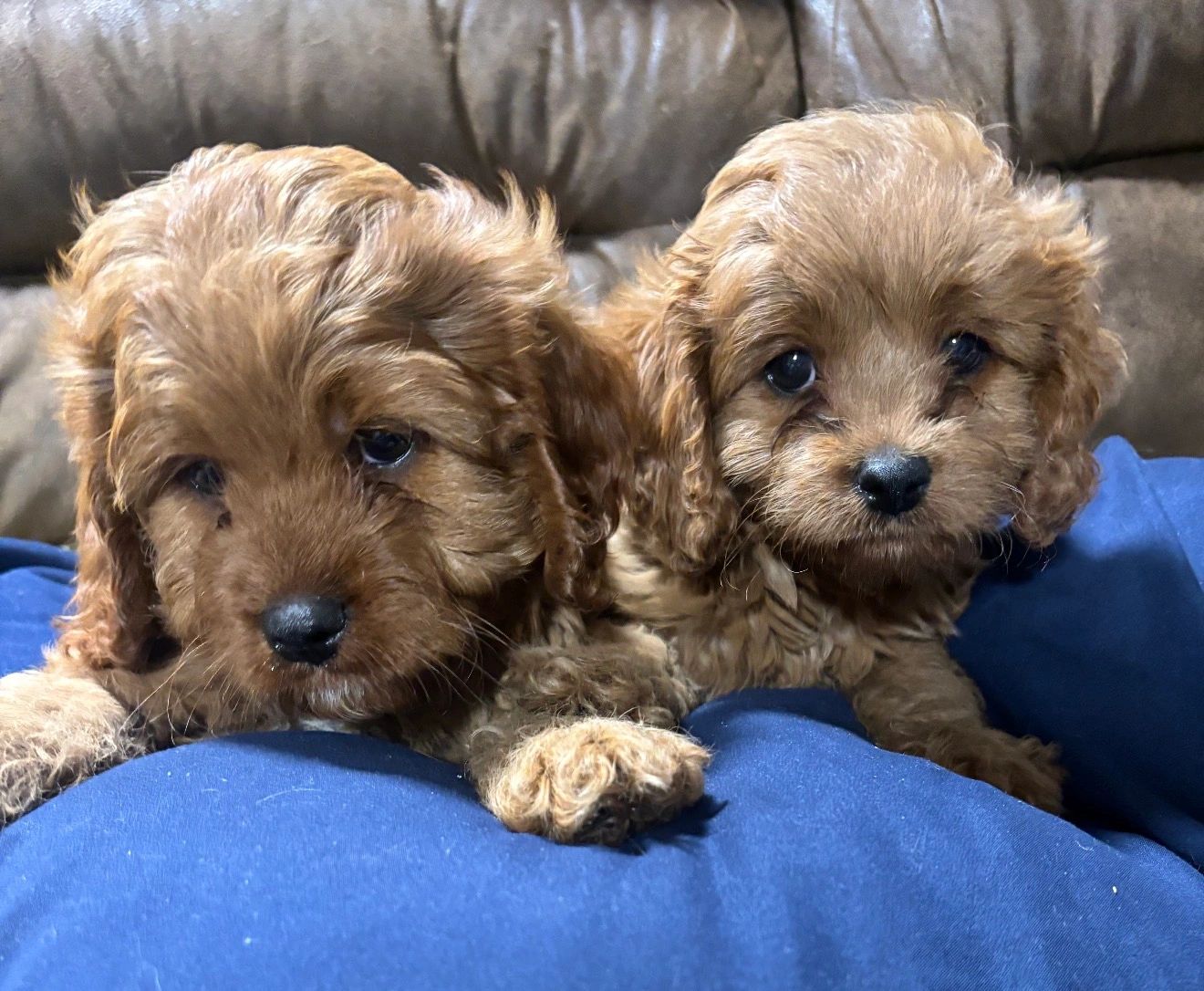 Two adorable brown puppies lying on a blue blanket.