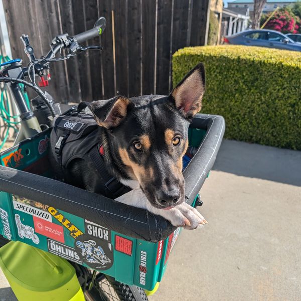 A dog wearing a harness sits in a bike cargo box looking up.