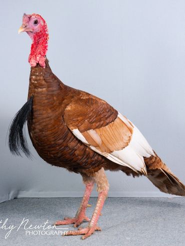 Champion Field and Forest
Champion Turkey
William Bates