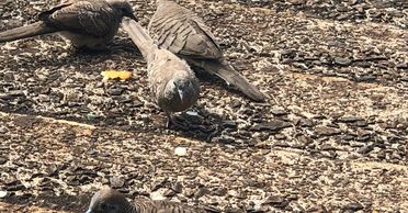 Continue to study and understand the use of our higher intuitive factor, known as reason.