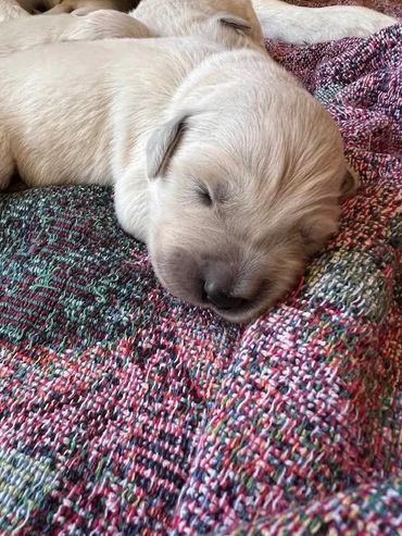 English Cream Golden Retriever Puppies