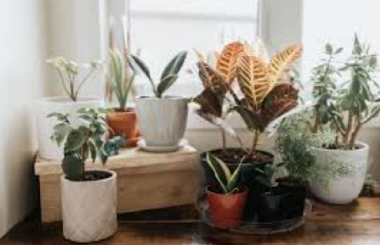 Plants thrive with window film.