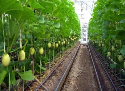 Drip irrigation in greenhouses