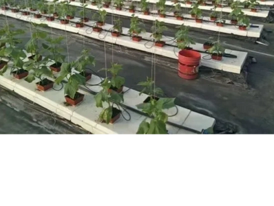 Drip irrigation in hydroponics