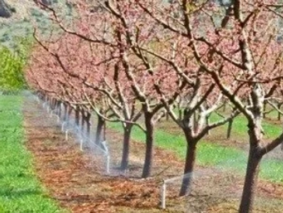 Orchard low volume irrigation.