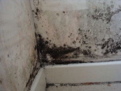 Surface mold that needs to be inspected and identified