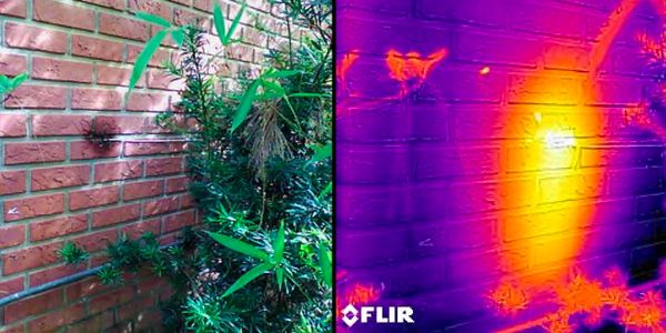 Rodents Found During Sacramento Home Inspection