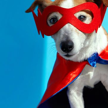 Dog in mask and cape