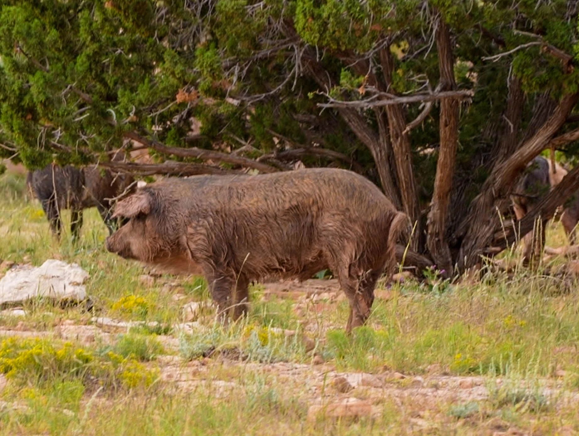 A wild boar standing in a forest clearing.