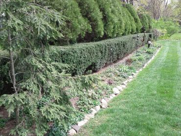 Trim hedges