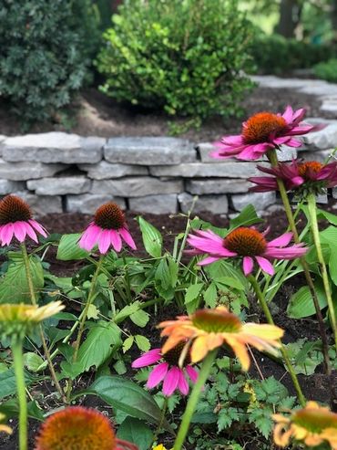 Flagstone garden wall and coneflowers