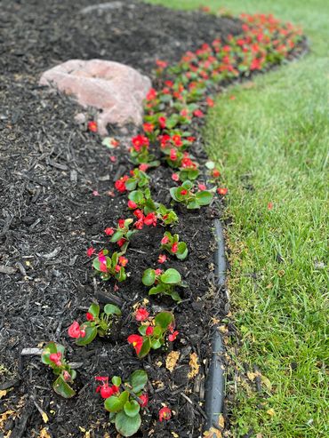 Plant annuals