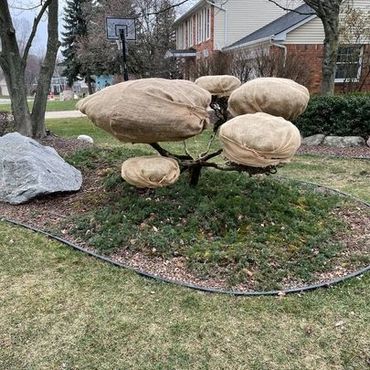 Wrap ornamental shrubs in burlap