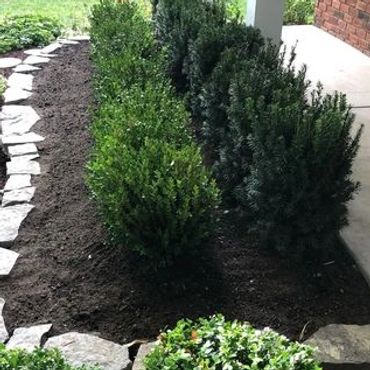 Garden bed with Yew and Boxwood hedges
